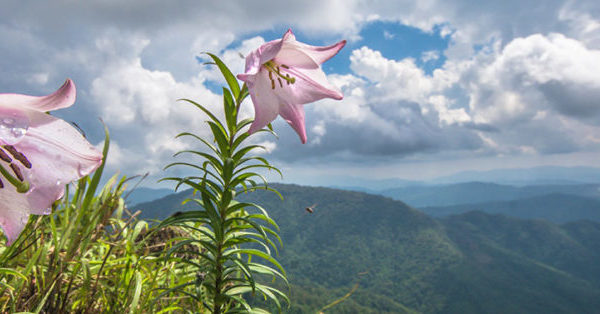 Manipur To Celebrate Shirui Lily Festival From Oct 16 To 19, 2019
