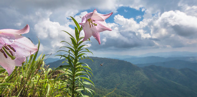 Manipur To Celebrate Shirui Lily Festival From Oct 16 To 19, 2019
